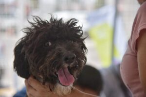 sALUD cANINA Y Felina