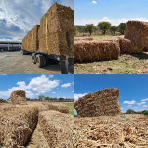 ANUNCIA TERE JIMÉNEZ APOYOS PARA LA COMPRA DE ALIMENTOS Y SUPLEMENTOS PARA GANADO