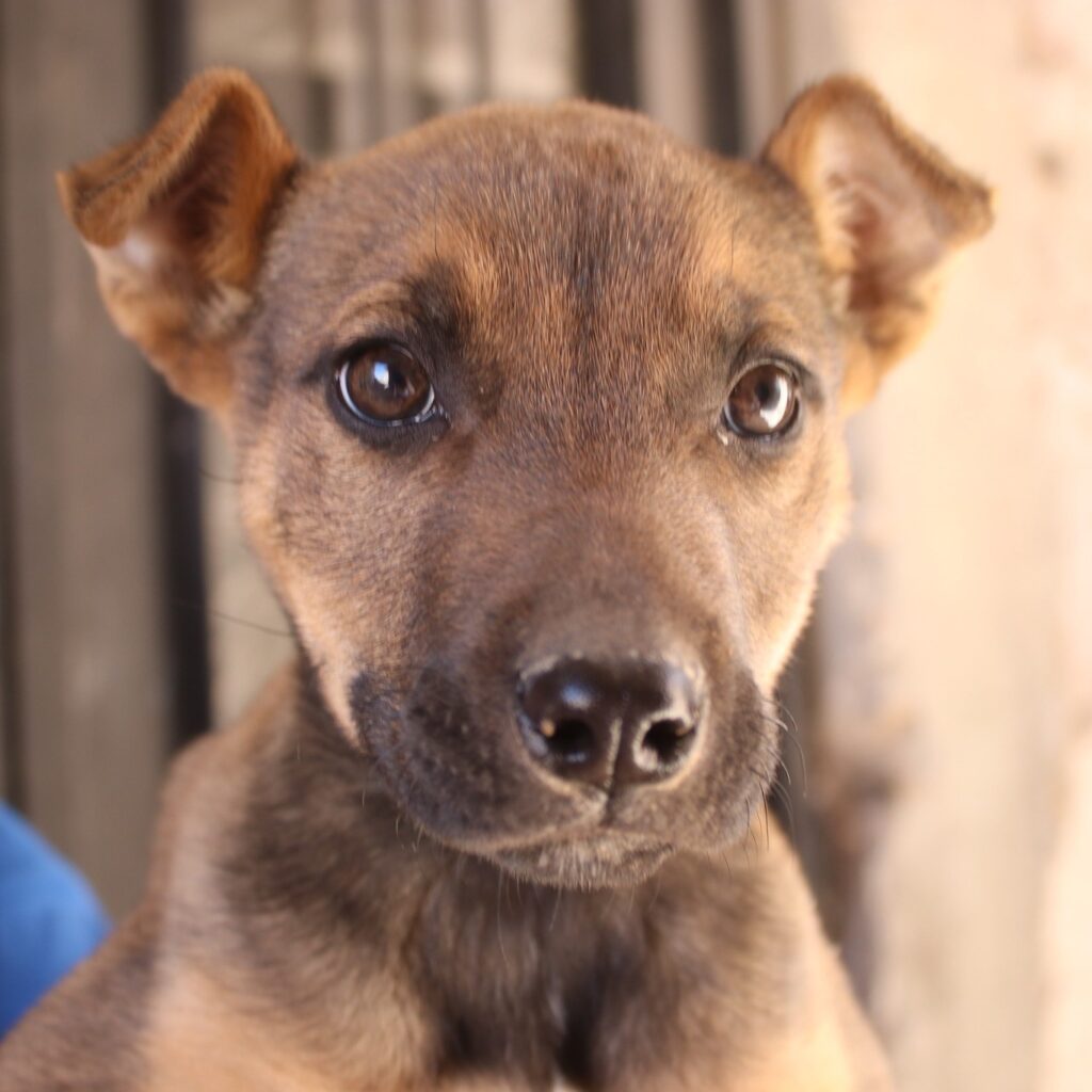 INVITA EL GOBIERNO DE JESÚS MARÍA A EXTREMAR CUIDADOS CON MASCOTAS, DEBIDO A LAS ALTAS TEMPERATURAS