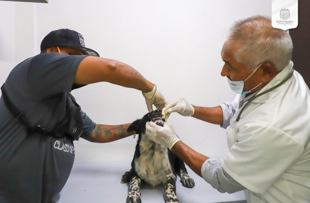 JESÚS MARÍA CUENTA CON UN CONSULTORIO VETERINARIO
