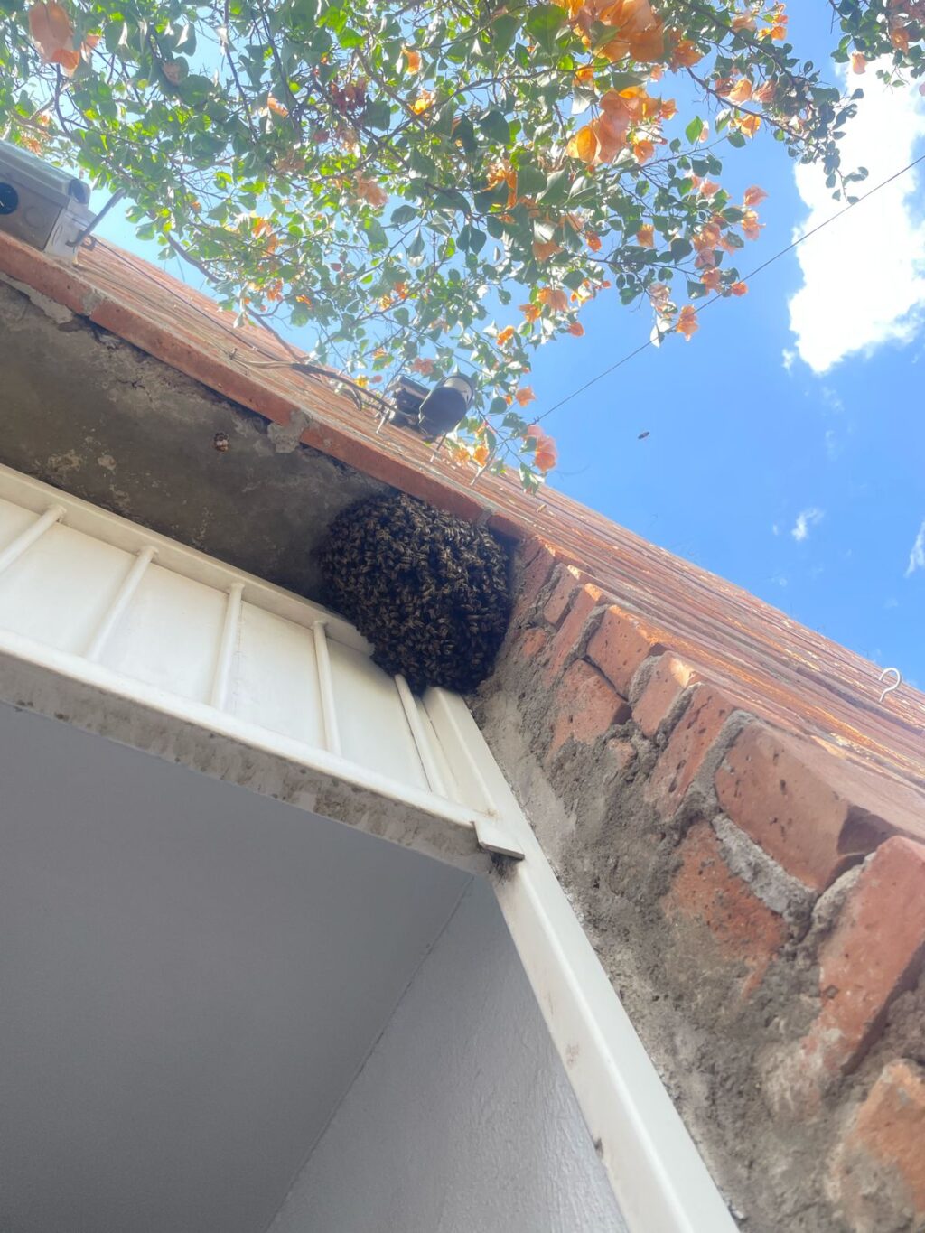 PROCURA EL MUNICIPIO DE JESÚS MARÍA PRESERVAR LA VIDA DE LAS ABEJAS
