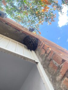 PROCURA EL MUNICIPIO DE JESÚS MARÍA PRESERVAR LA VIDA DE LAS ABEJAS
