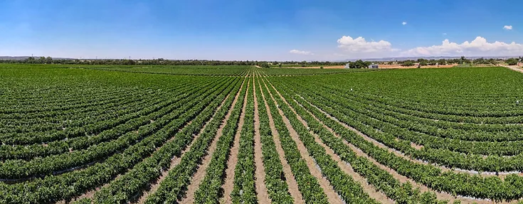 t_060920242