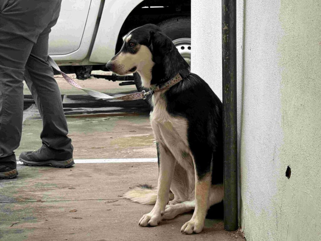 4341