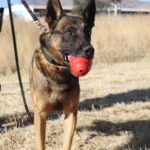 “K9 DE AGUASCALIENTES: LOS BINOMIOS QUE PROTEGEN, DETECTAN Y SALVAN VIDAS CON UN OLFATO IMBATIBLE”