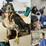 “RESCATAN ÁGUILA DE COLA ROJA EN AGUASCALIENTES: UNA ACCIÓN EJEMPLAR QUE PROTEGE A NUESTRA FAUNA SILVESTRE”