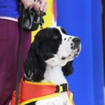 “EN AGUASCALIENTES EL AMOR DE LOMITOS Y CABALLOS ESTÁN TRANSFORMANDO A CIENTOS DE FAMILIAS EN EL DIF ESTATAL”