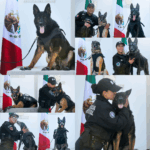 “AGUASCALIENTES RINDE TRIBUTO A SUS HÉROES K9: CINCO GUARDIANES CANINOS CULMINAN UNA VIDA DE VALENTÍA Y LEALTAD”