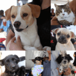 “SAN PANCHO VIVE UNA JORNADA EJEMPLAR DE CUIDADO ANIMAL CON MÁS DE MIL SERVICIOS GRATUITOS”