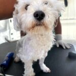 “RINCÓN DE ROMOS VIVE UNA JORNADA DE ATENCIÓN ANIMAL SIN PRECEDENTES CON MÁS DE 800 SERVICIOS GRATUITOS”