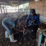 “JESÚS MARÍA PROTEGE SU HATO OVINO CON CAMPAÑA ESPECIAL PARA PRODUCTORES EN MAYOR VULNERABILIDAD”