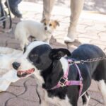 “RINCÓN DE ROMOS REFUERZA EL CUIDADO ANIMAL CON JORNADA DE ESTERILIZACIÓN EN PABELLÓN DE HIDALGO”