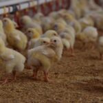 “POLLO DE AGUASCALIENTES LLEGA A LAS MESAS DEL PAÍS Y SE CONSOLIDA COMO PROTAGONISTA DE LA NAVIDAD”