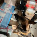 “BINOMIO CANINO DESARTICULA ENVÍO ILEGAL DE VAPEADORES CON THC EN CENTRAL CAMIONERA”