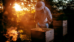 beekeeper working with beehive