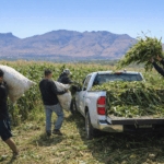 “PROPONEN CASTIGAR EL ROBO DE COSECHAS EN AGUASCALIENTES HASTA CINCO AÑOS DE PRISIÓN”