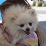 “ACTIVAN ALERTA POR CALOR EXTREMO EN AGUASCALIENTES Y LLAMAN A PROTEGER SALUD Y MASCOTAS”
