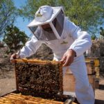 “AGUASCALIENTES RECIBIRÁ A LOS MAYORES EXPERTOS EN ABEJAS DEL PAÍS DURANTE TRES DÍAS DE ACTIVIDADES ESPECIALIZADAS”