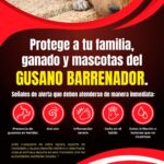 «CALVILLO REFUERZA ACCIONES PREVENTIVAS CONTRA EL GUSANO BARRENADOR PARA PROTEGER A LAS FAMILIAS, MASCOTAS Y GANADO»