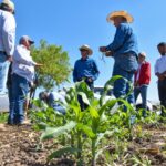 “LLUVIAS Y SEMILLA CERTIFICADA RENUEVAN LA ESPERANZA DE MILES DE PRODUCTORES EN AGUASCALIENTES”