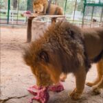 «EL PARQUE RODOLFO LANDEROS GALLEGOS INVITA A CONOCER DE CERCA LA MAJESTUOSIDAD DE SU FAUNA SILVESTRE»