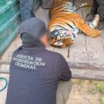 «FGR ASEGURA TRES TIGRES DE BENGALA, UN OCELOTE, UN LINCE Y 32 EQUINOS DURANTE CATEO EN DURANGO»