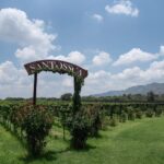 «RUTA DEL VINO INVITA A DISFRUTAR LA TEMPORADA DE VENDIMIAS HASTA SEPTIEMBRE»