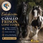“FRISÓN Y GYPSY VANNER LLEVARÁN ELEGANCIA, FUERZA Y BELLEZA A LA FERIA INTERNACIONAL DEL CABALLO”