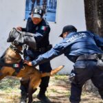 «THANOS, ZEUS Y 13 HÉROES MÁS DE CUATRO PATAS REFUERZAN LA SEGURIDAD DE AGUASCALIENTES»