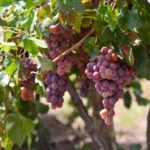 “AGUASCALIENTES YA ESTÁ EN EL TOP 5 NACIONAL DE LA UVA CON MÁS DE 14 MIL TONELADAS AL AÑO”