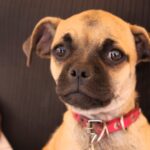 “CARAVANAS DE SALUD CANINA Y FELINA IMPULSADAS POR LA GOBERNADORA TERE JIMÉNEZ BRINDAN 695 SERVICIOS GRATUITOS EN RINCÓN DE ROMOS”
