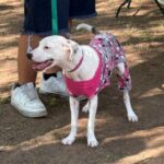 “ABREN 40 ESPACIOS PARA ESTERILIZAR PERROS Y GATOS EN MUJERES ILUSTRES”