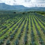 “CALVILLO CONQUISTA EL MERCADO CON UN MEZCAL QUE NACE ENTRE MAGUEY Y GUAYABA”