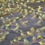 “DE 15 MIL A 20 MIL RANAS AL AÑO PRODUCE CALVILLO PARA RESTAURANTES, UNIVERSIDADES E INVESTIGACIÓN”