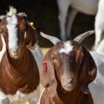 “AGUASCALIENTES RECONOCE A PRODUCTORES DE BORREGOS Y CABRAS POR 40 AÑOS DE TRABAJO, MEJORAMIENTO GENÉTICO Y CAMPEONATOS NACIONALES”