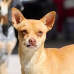 “PROESPAA BRINDA 263 SERVICIOS VETERINARIOS GRATUITOS PARA PERROS Y GATOS EN SAN JOSÉ DE GRACIA”